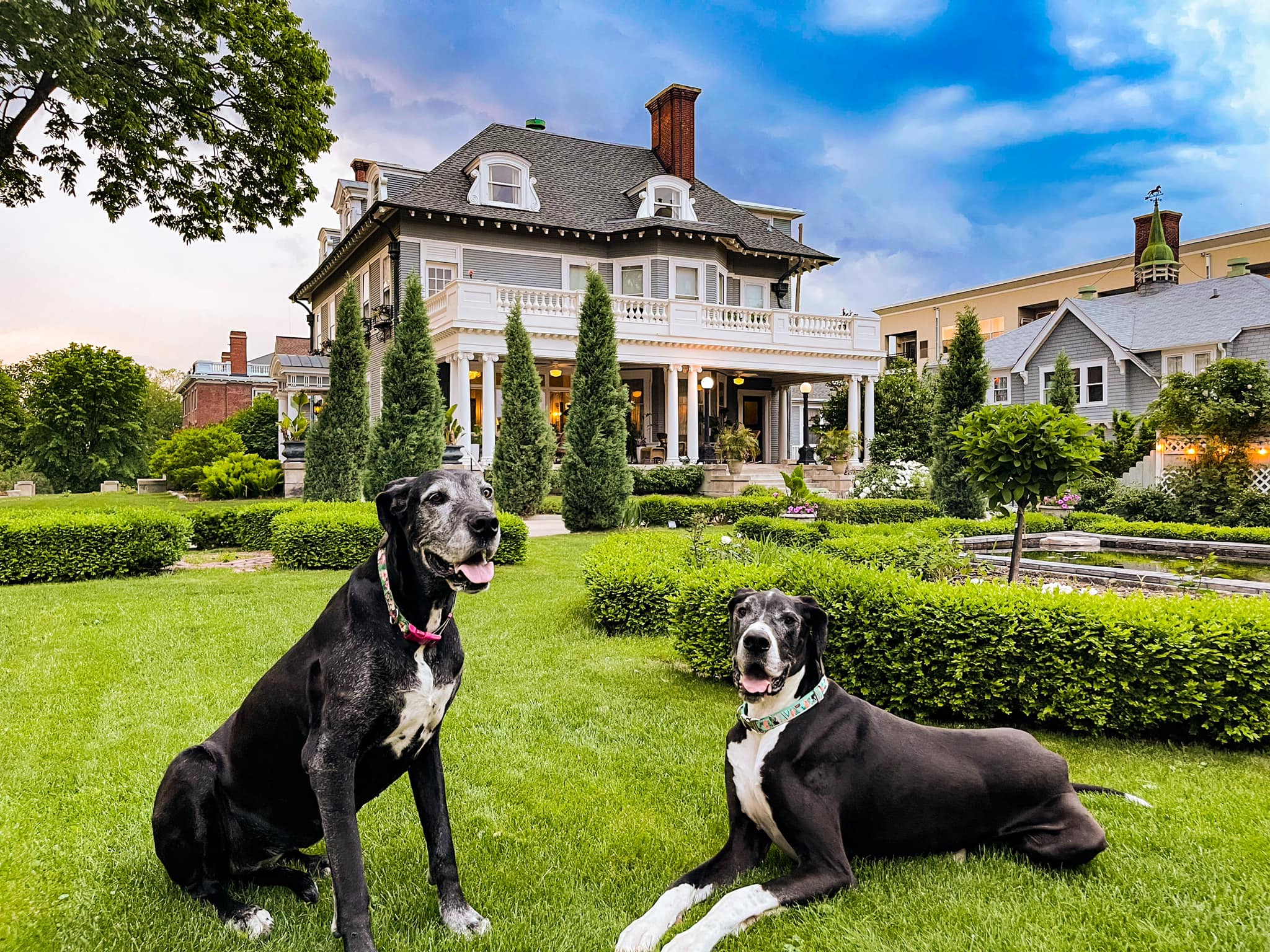 Great Danes in the gardens of 300 Clifton Mansion B&B