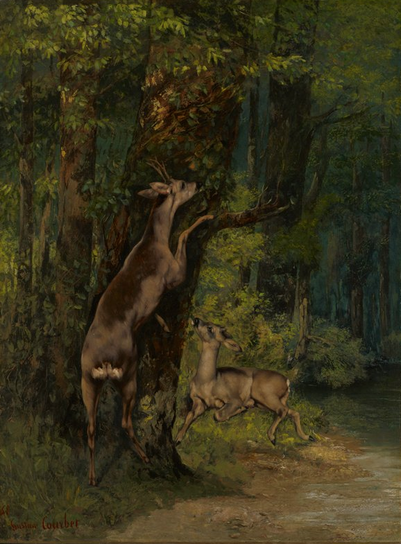 Deer in the forest donated by Hill from is Minnesota Mansion